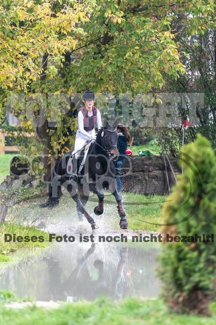 Goldene Schärpe 2020 - Pferde