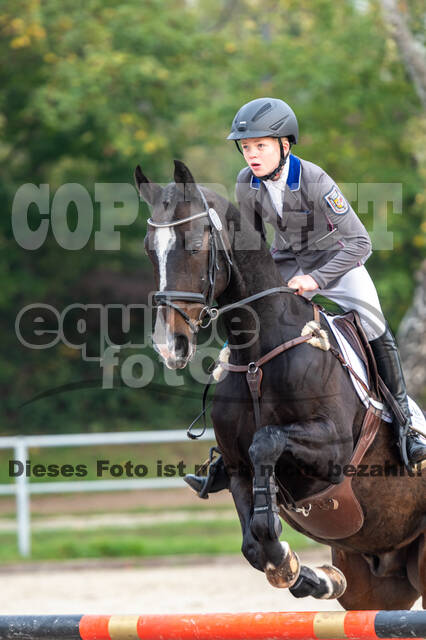 Goldene Schärpe 2020 - Pferde