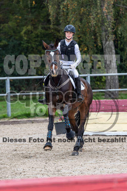 Goldene Schärpe 2020 - Pferde