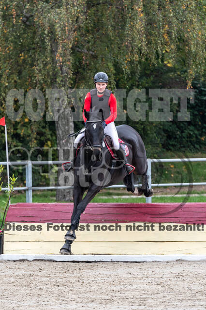 Goldene Schärpe 2020 - Pferde