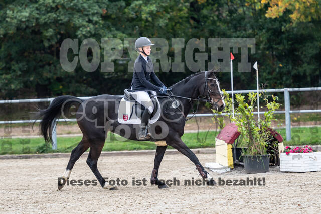 Goldene Schärpe 2020 - Pferde