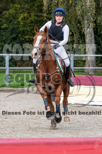 Goldene Schärpe 2020 - Pferde