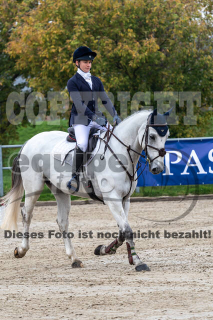 Goldene Schärpe 2020 - Pferde