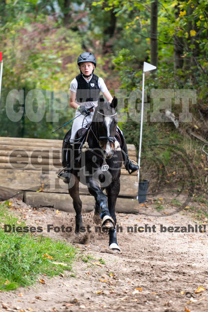 Goldene Schärpe 2020 - Pferde