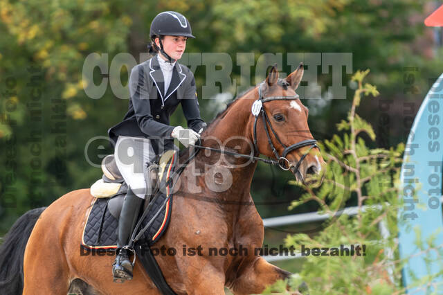 Goldene Schärpe 2020 - Pferde