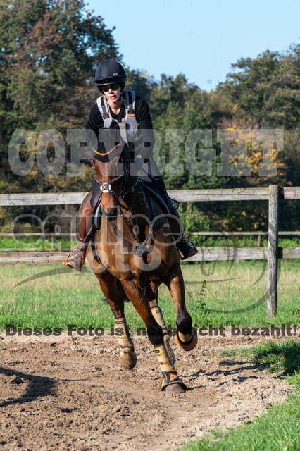 Vielseitigkeitslehrgang mit Jürg Kurbel (9.+10.11.2019)