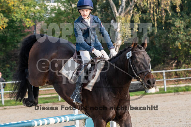 Goldene Schärpe 2020 - Pferde