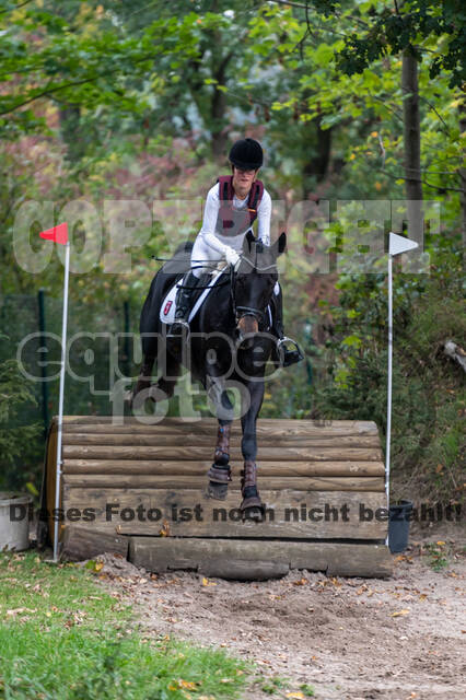 Goldene Schärpe 2020 - Pferde