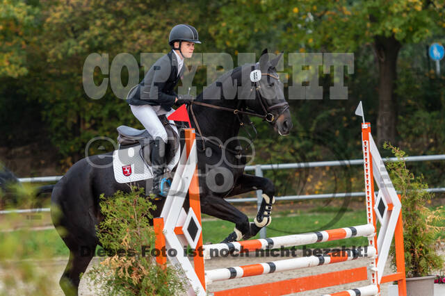 Goldene Schärpe 2020 - Pferde