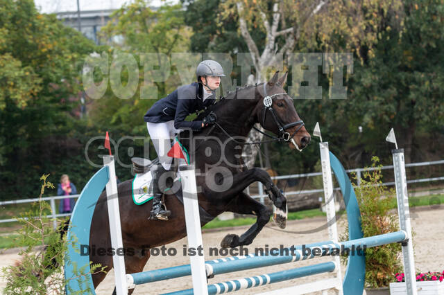 Goldene Schärpe 2020 - Pferde