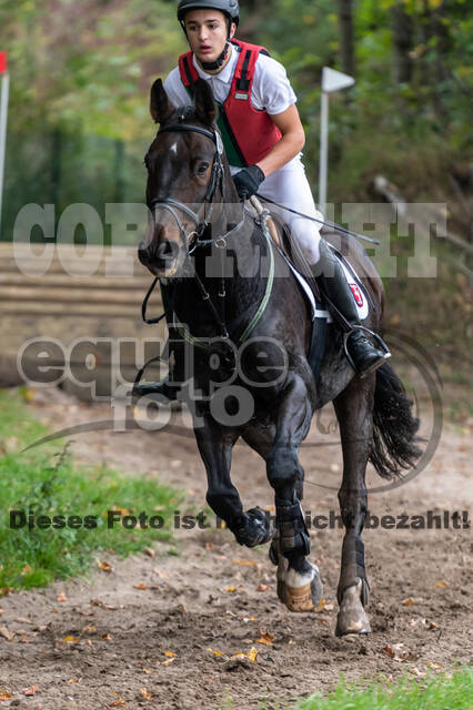 Goldene Schärpe 2020 - Pferde