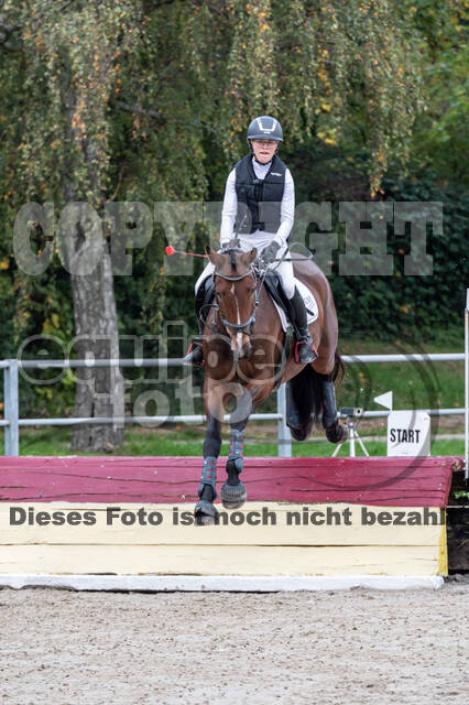 Goldene Schärpe 2020 - Pferde