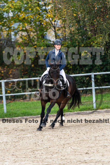 Goldene Schärpe 2020 - Pferde