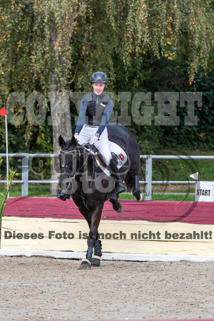 Goldene Schärpe 2020 - Pferde