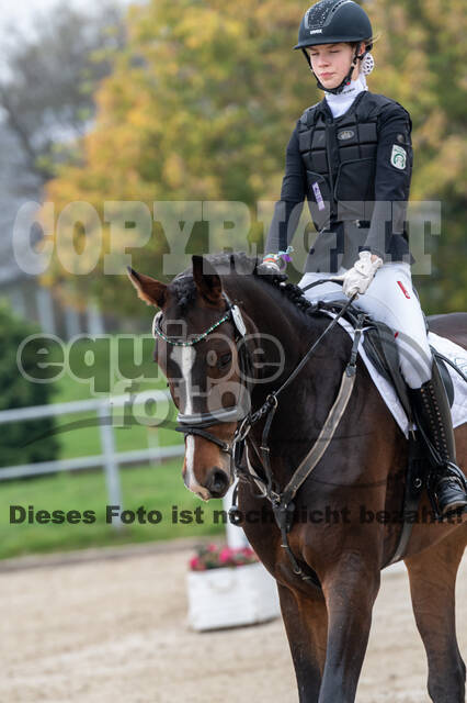 Goldene Schärpe 2020 - Pferde