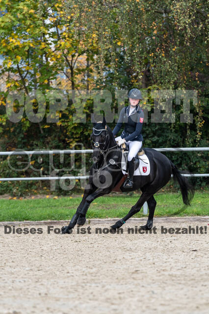 Goldene Schärpe 2020 - Pferde