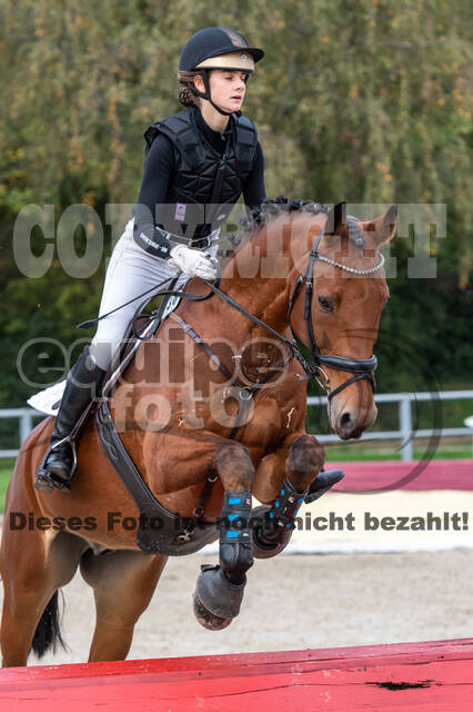 Goldene Schärpe 2020 - Pferde