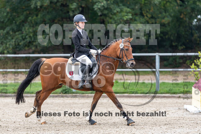 Goldene Schärpe 2020 - Pferde