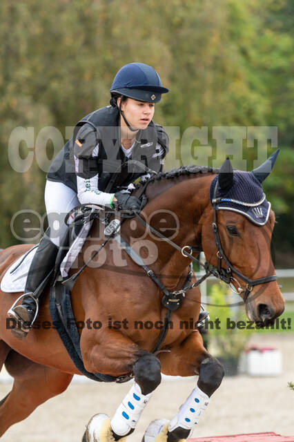 Goldene Schärpe 2020 - Pferde