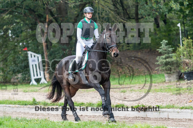 Goldene Schärpe 2020 - Pferde