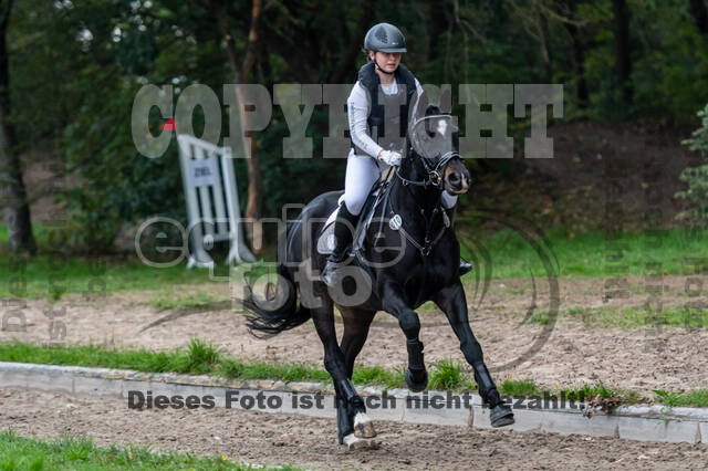 Goldene Schärpe 2020 - Pferde