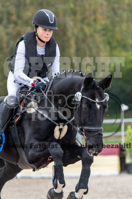 Goldene Schärpe 2020 - Pferde