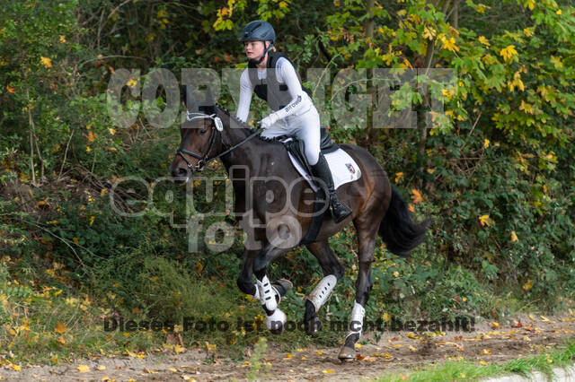 Goldene Schärpe 2020 - Pferde