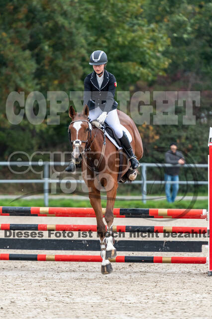 Goldene Schärpe 2020 - Pferde