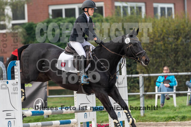 Goldene Schärpe 2020 - Pferde