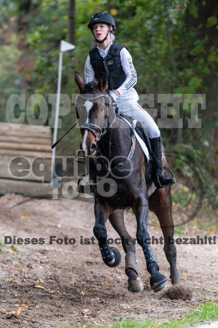 Goldene Schärpe 2020 - Pferde