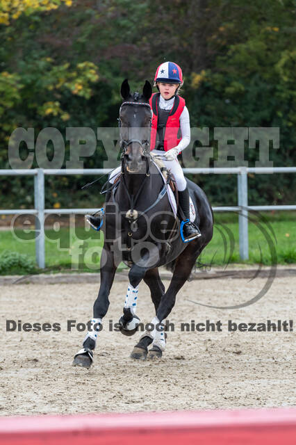 Goldene Schärpe 2020 - Pferde