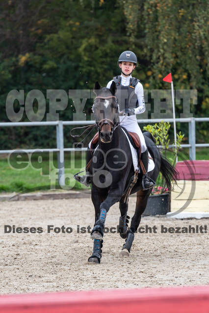 Goldene Schärpe 2020 - Pferde