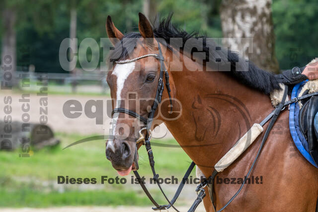 Hunter Geländetraining 10.07.2021 (Sonsbeck)