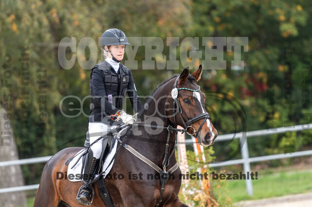 Goldene Schärpe 2020 - Pferde