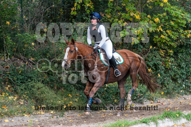 Goldene Schärpe 2020 - Pferde