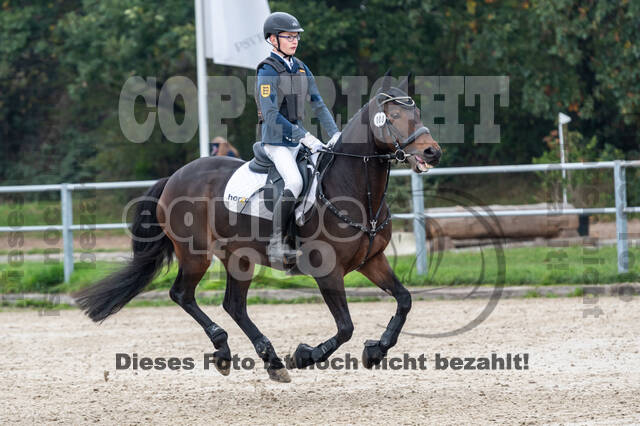 Goldene Schärpe 2020 - Pferde