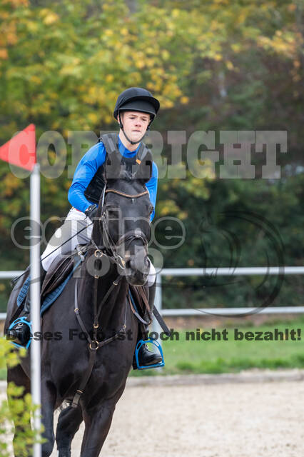 Goldene Schärpe 2020 - Pferde