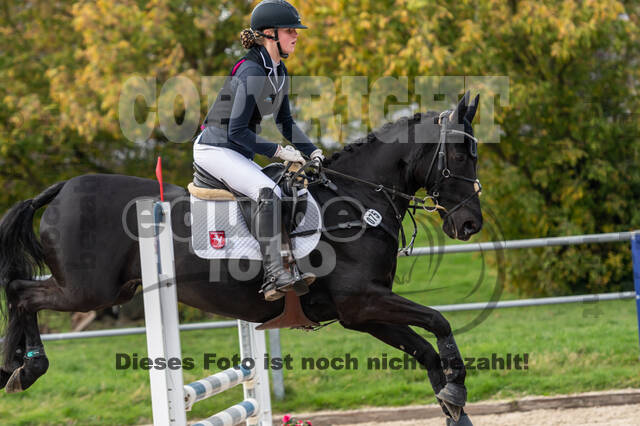 Goldene Schärpe 2020 - Pferde