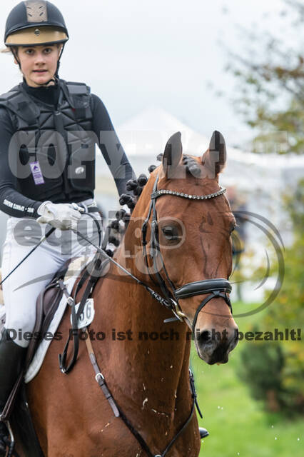 Goldene Schärpe 2020 - Pferde