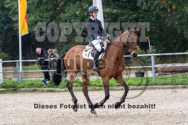 Goldene Schärpe 2020 - Pferde