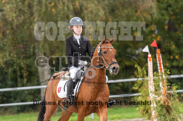 Goldene Schärpe 2020 - Pferde