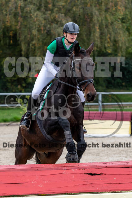 Goldene Schärpe 2020 - Pferde