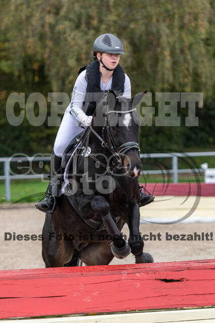 Goldene Schärpe 2020 - Pferde