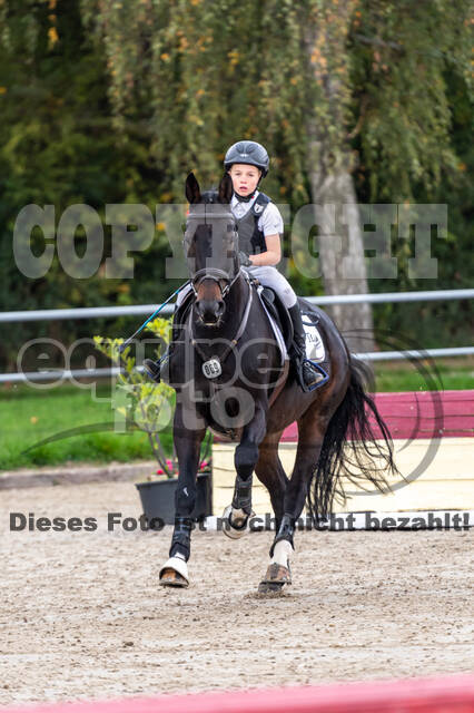 Goldene Schärpe 2020 - Pferde